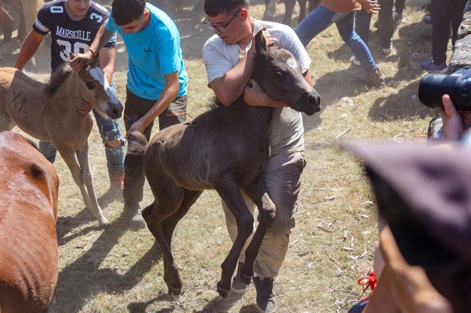 Galería | El curro de Mougás cierra la temporada de la “rapa” en la Serra da Groba