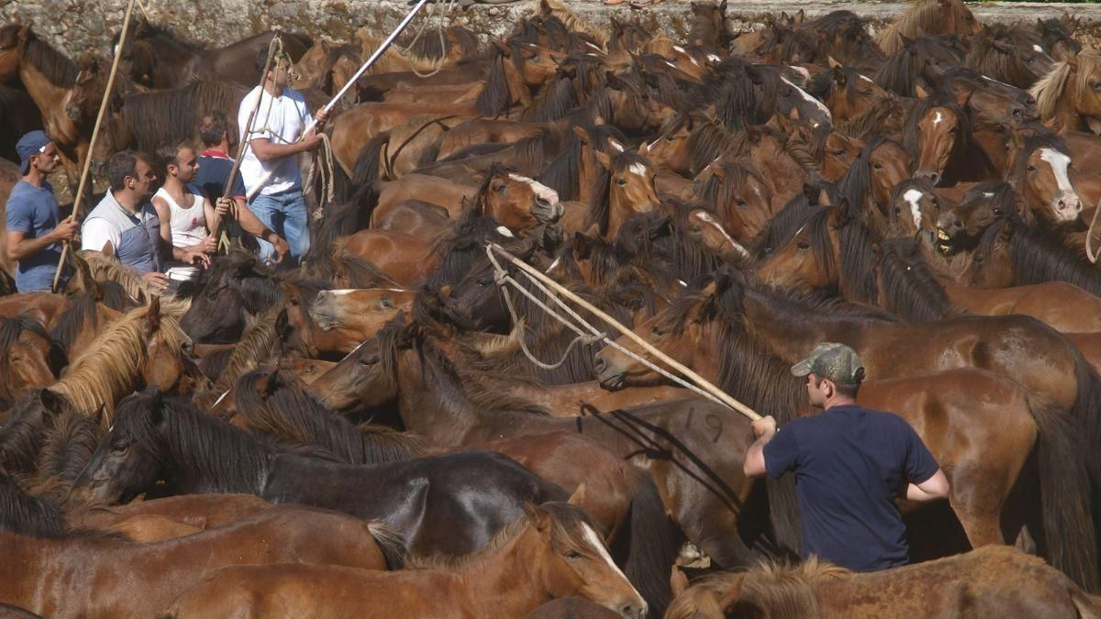 El curro de Torroña es uno de los más importantes y con más caballos de los que se celebran en la Serra da Groba.