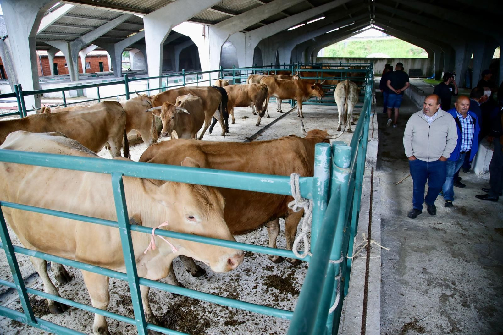 Galería | Ganaderos y tratantes celebran el regreso de la feria de ganado en Castro Caldelas, en fotos