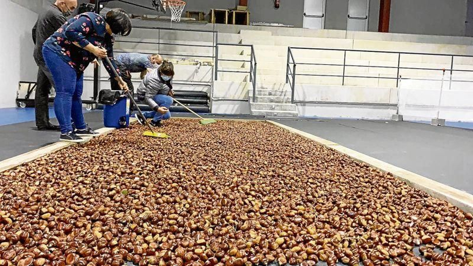 Vecinos de O Irixo durante la recolección de la castaña.