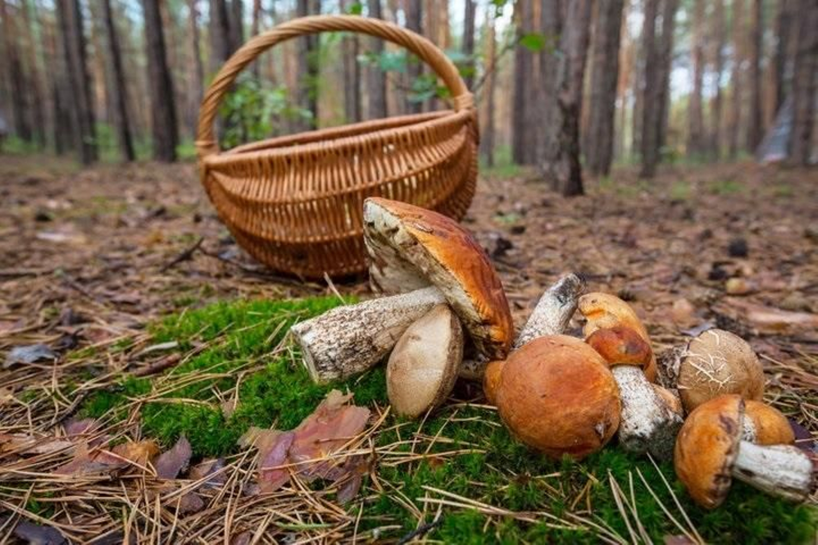 Setas apiladas en el monte
