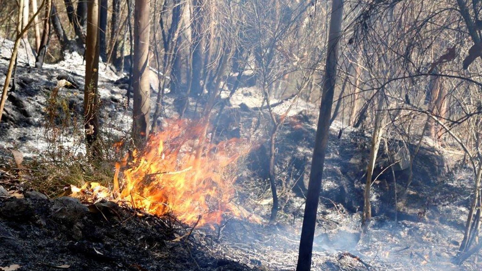 El primer incendio en O Condado arrasa 90 hectáreas en Arbo