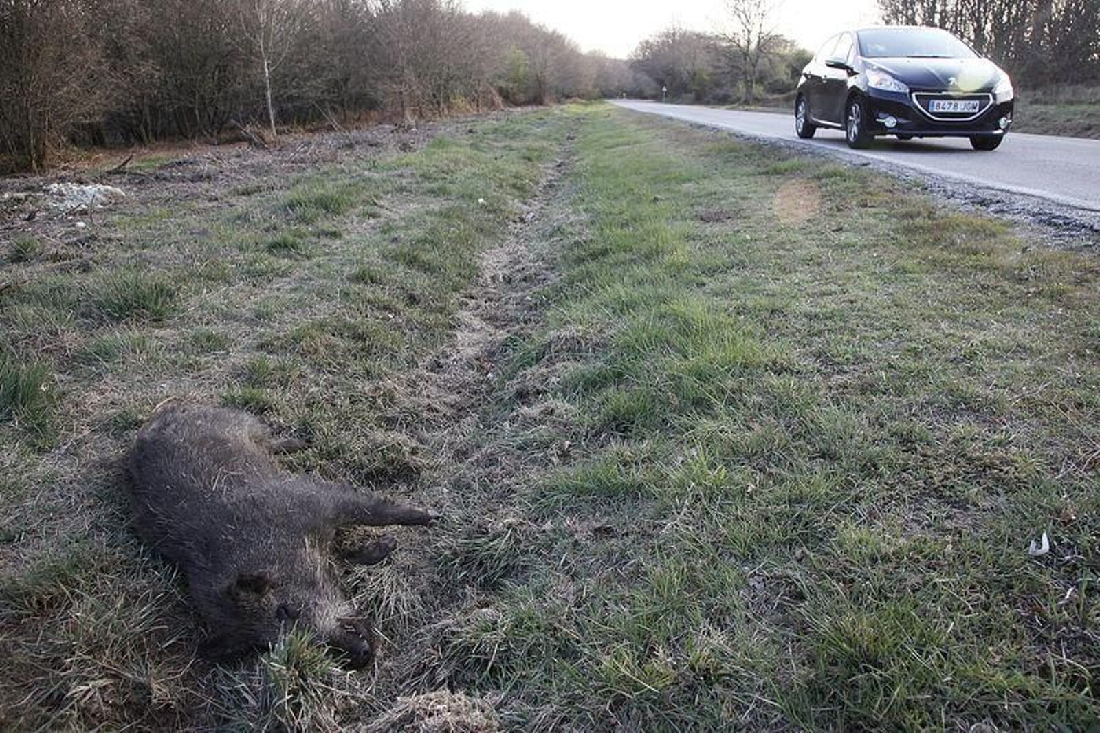 Resulta habitual encontrarse con animales fallecidos en las carreteras ourensanas.