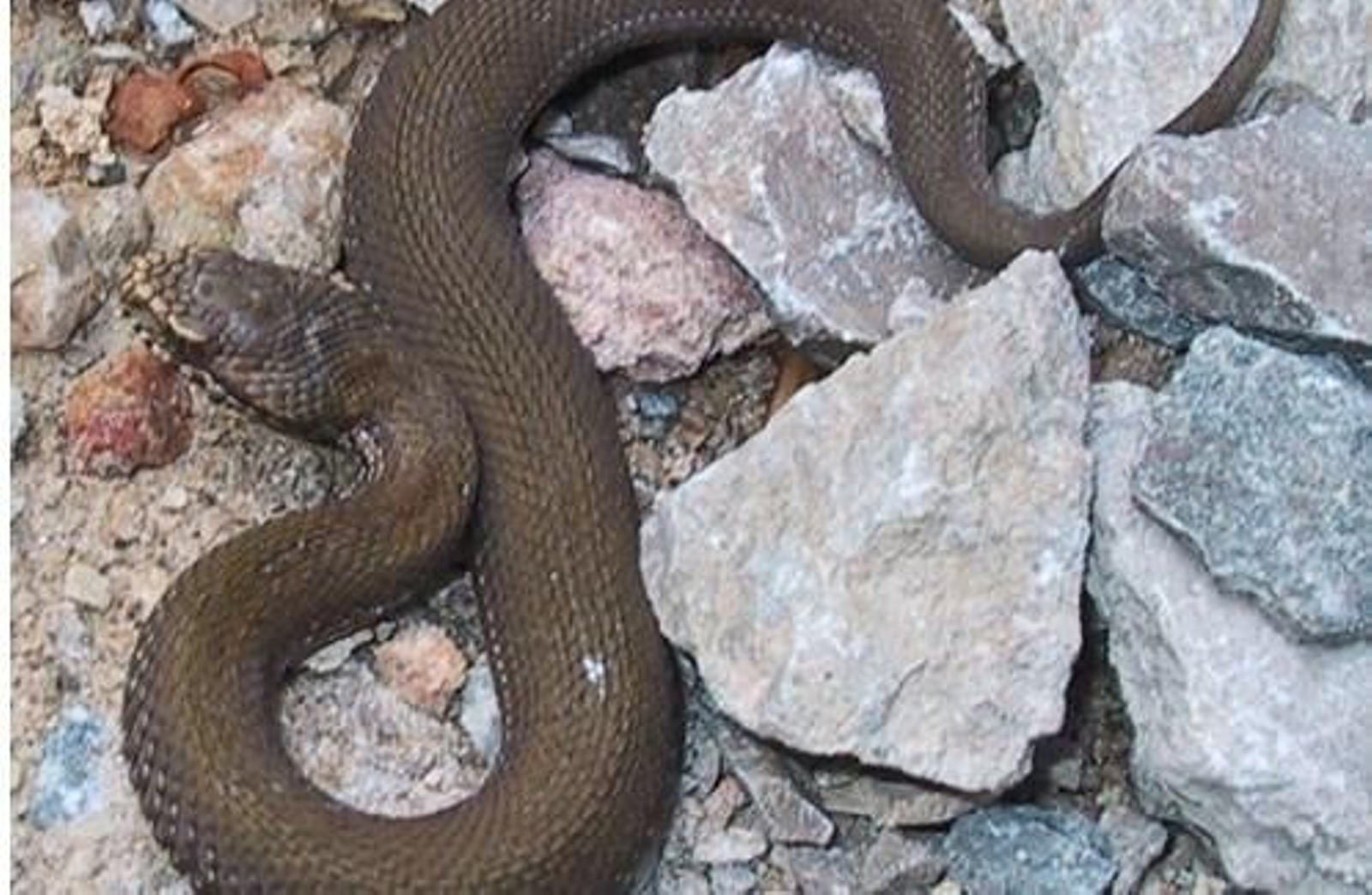 Un ejemplar de víbora de Seoane. FOTO: Socidade Galega de Historia Natural