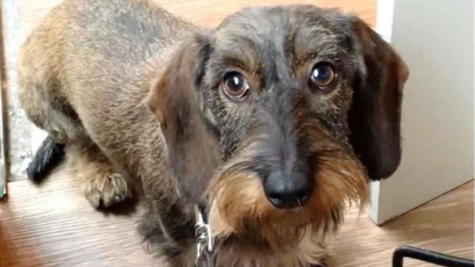 Pippa, la teckel desaparecida