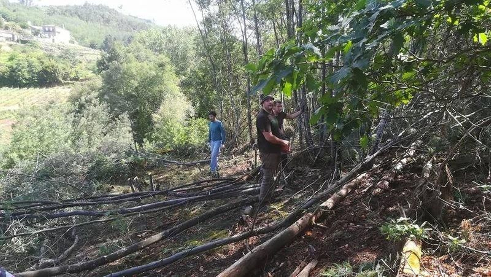 Voluntarios realizando los trabajos de erradicación de las mimosas en O Ribeiro.