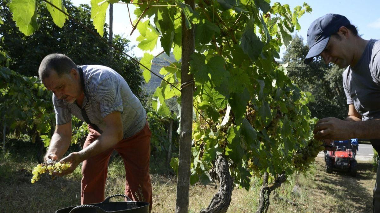 Vendima e carga de uvas en contedor no Pazo do Mar en Feá, no concello de Toén.
