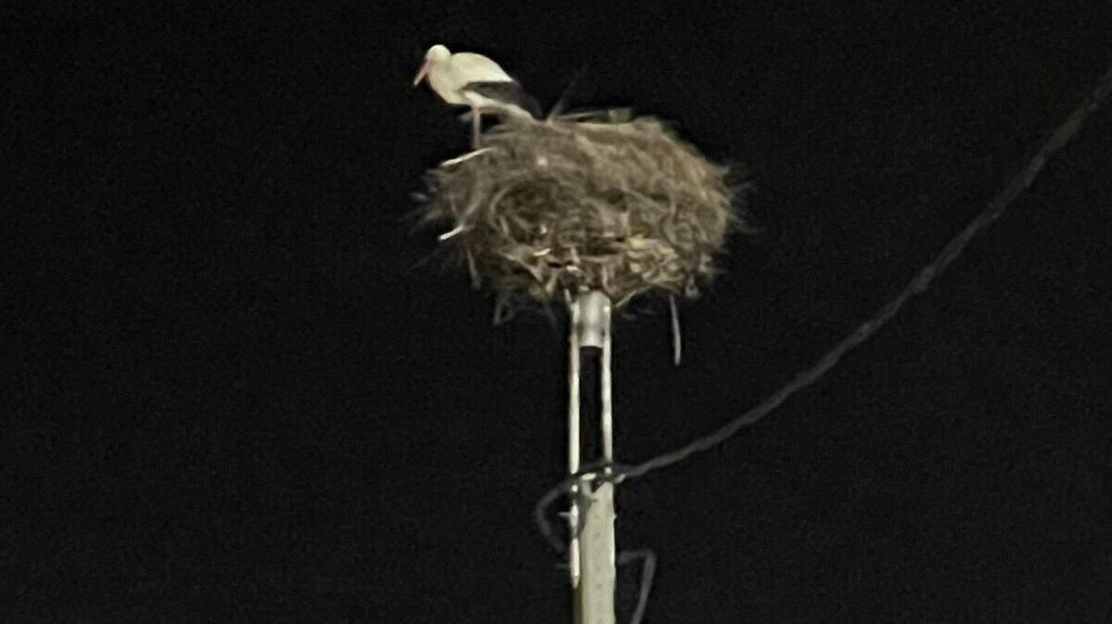 Cigüeña en Ourense.
