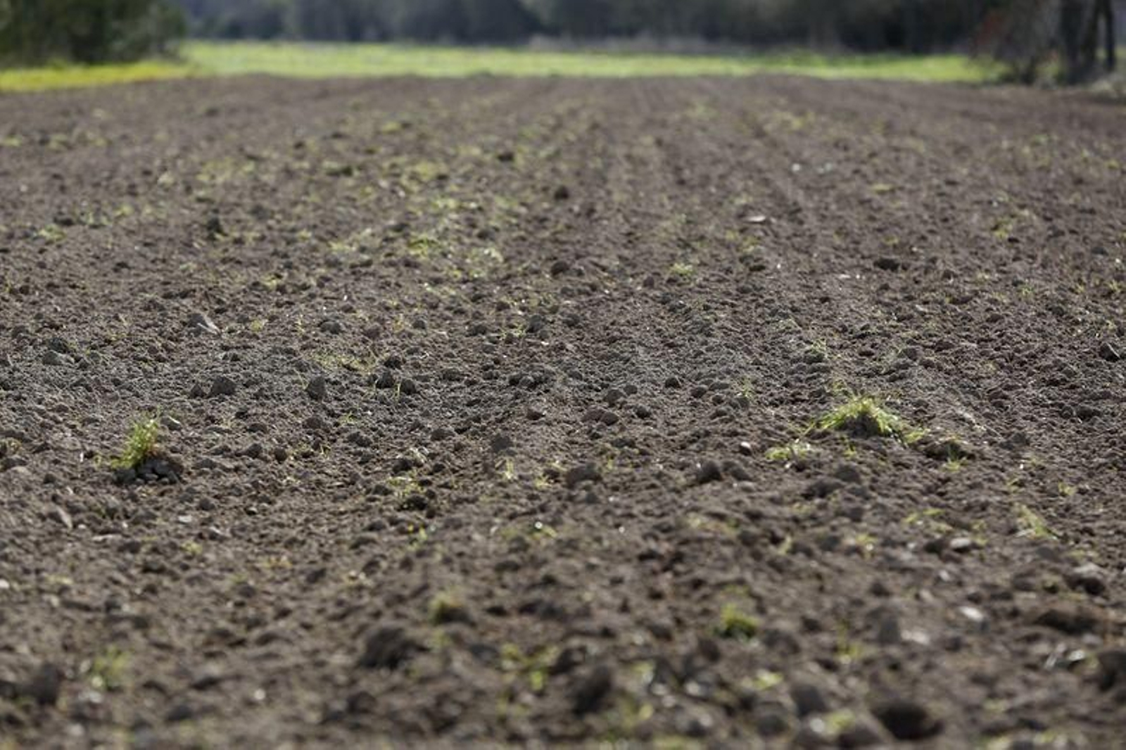 La primavera anticipada provoca la floración de árboles y cultivos // FOTO: XESÚS FARIÑAS