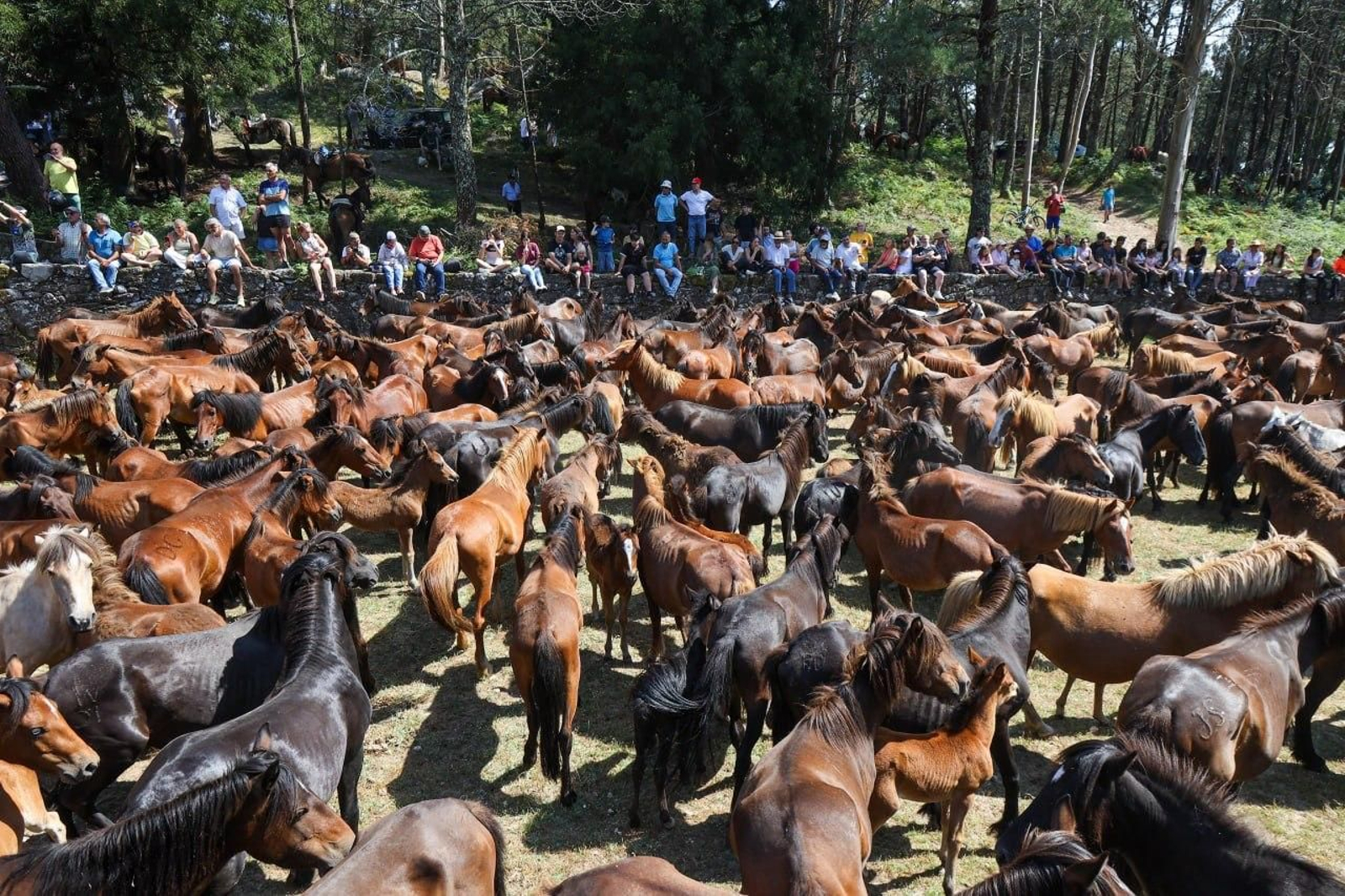 Galería | El curro de Mougás cierra la temporada de la “rapa” en la Serra da Groba