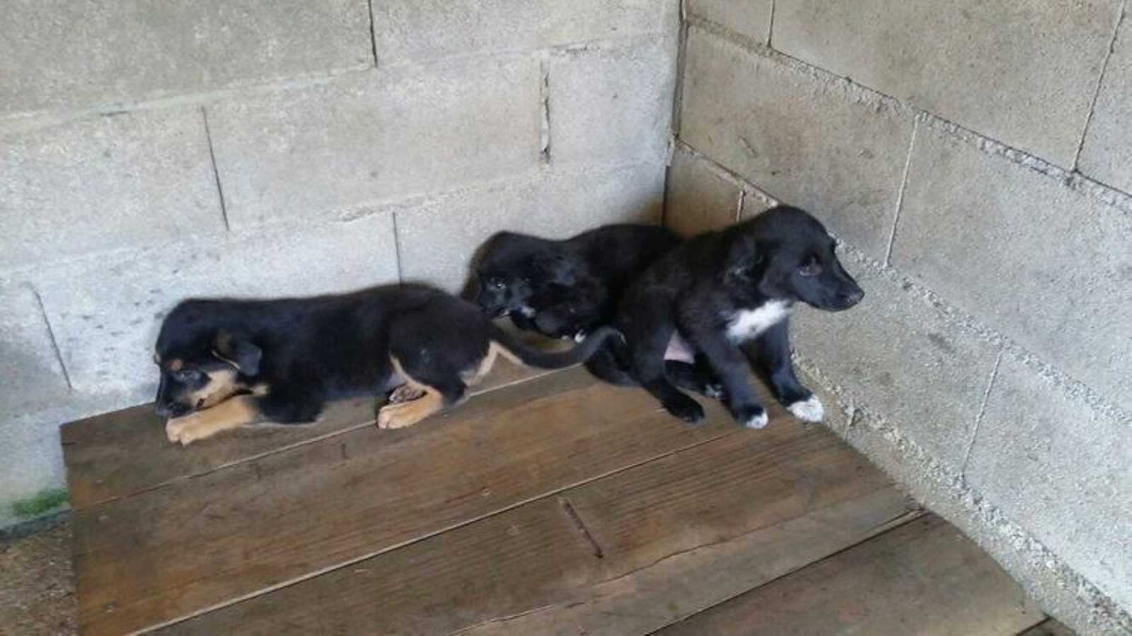 Varios cachorros rescatados por la protectora Pro Animales Carballiño.
