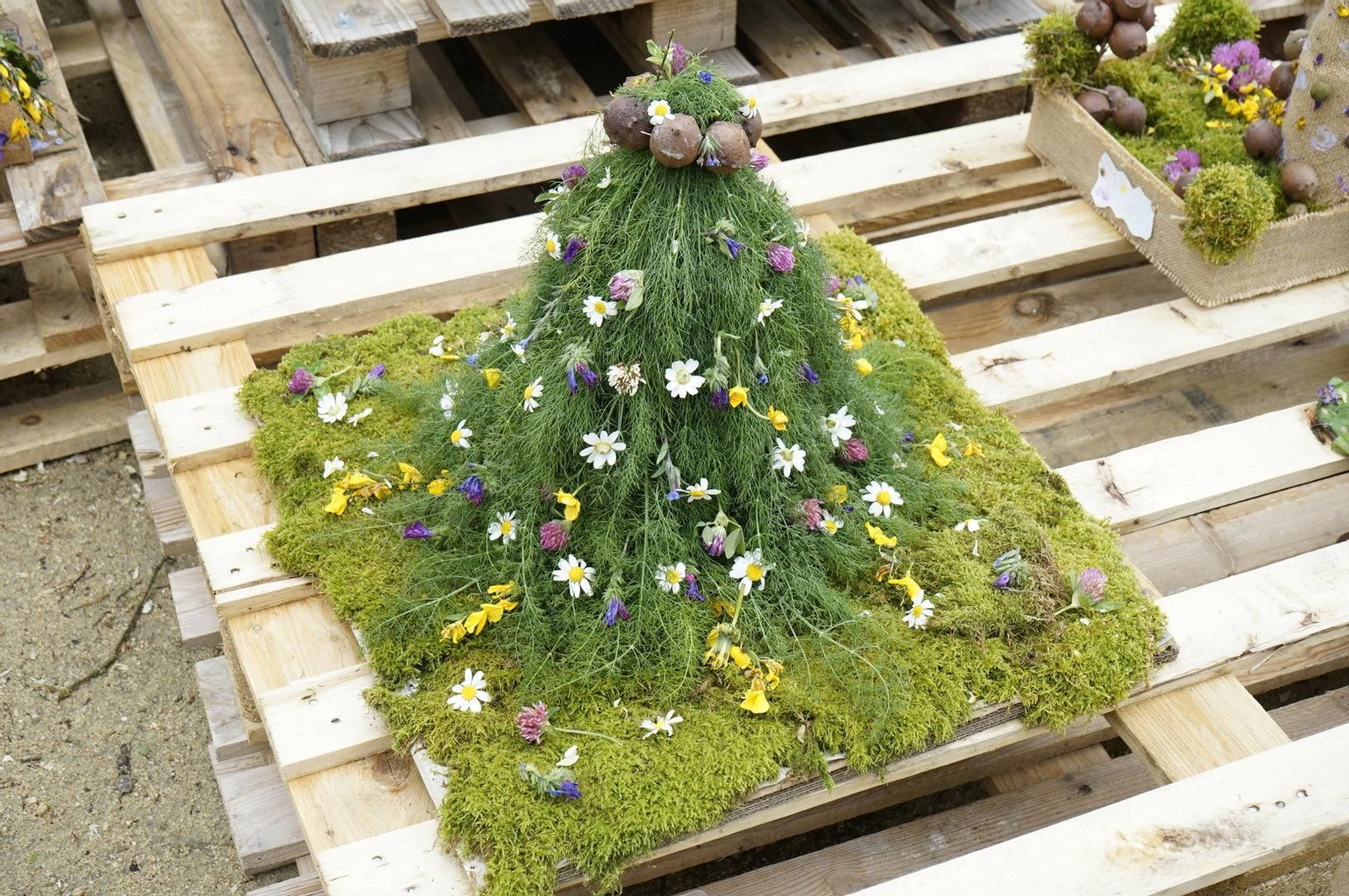 Uno de los maios en forma de pino.