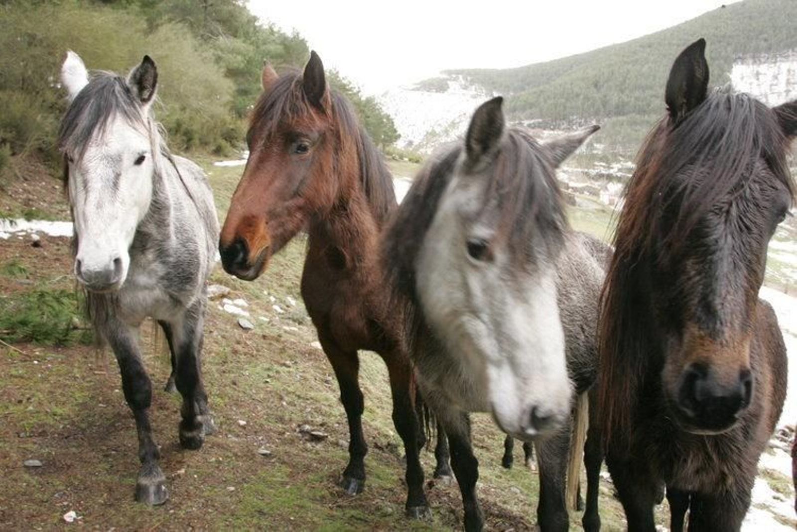 Caballos en Castrelo de Val, en el Parque Natural do Invernadeiro.