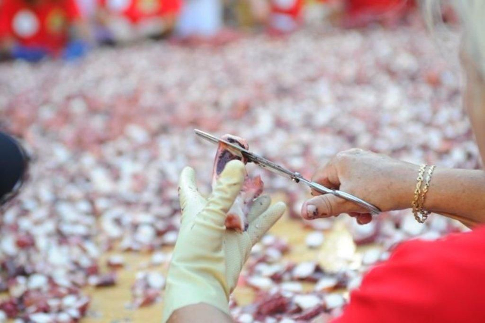 La elaboración de la tapa de pulpo más grande del mundo en Carballino 16