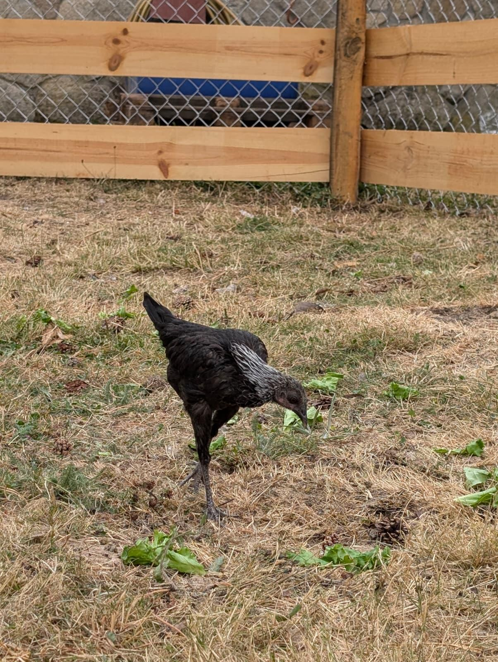 Galería | Gallinas, pavos reales y cabras enanas: los peculiares compañeros de la granja escuela de Manzaneda
