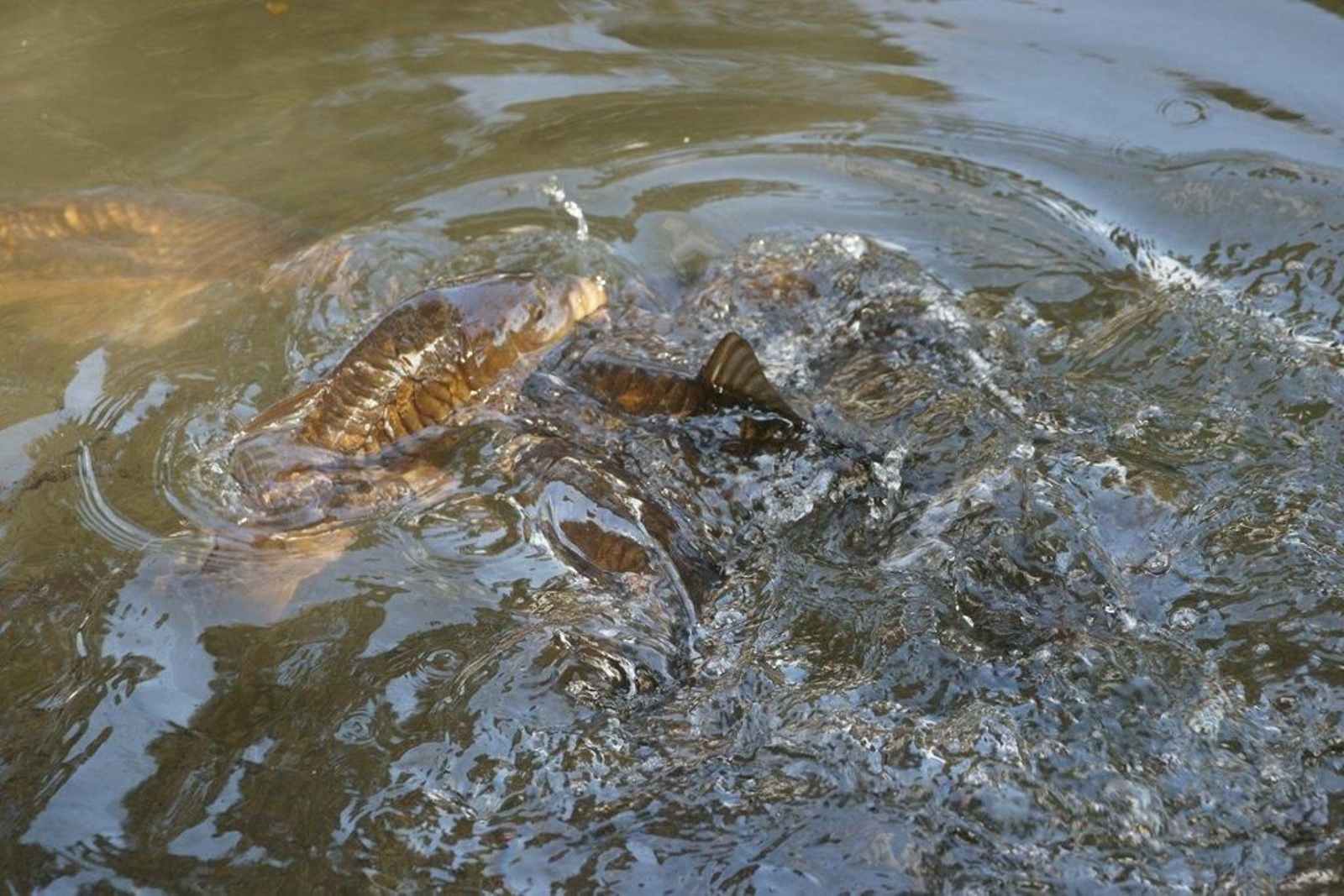 Vertido en el río Lagares Foto Vicente  03