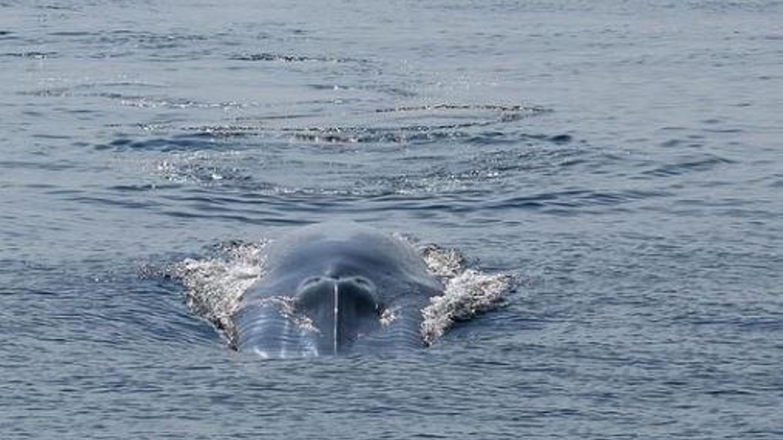 Imagen de la ballena. // BDRI