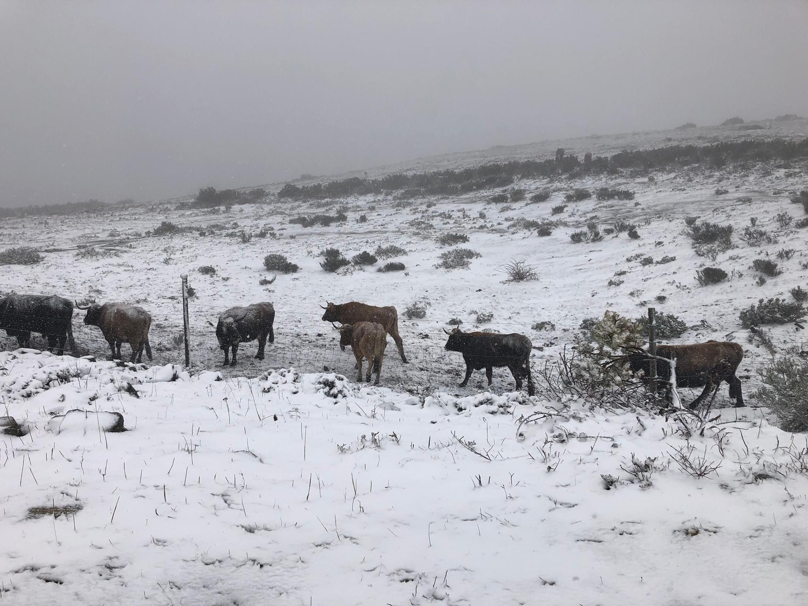 Estación de montaña de Manzaneda