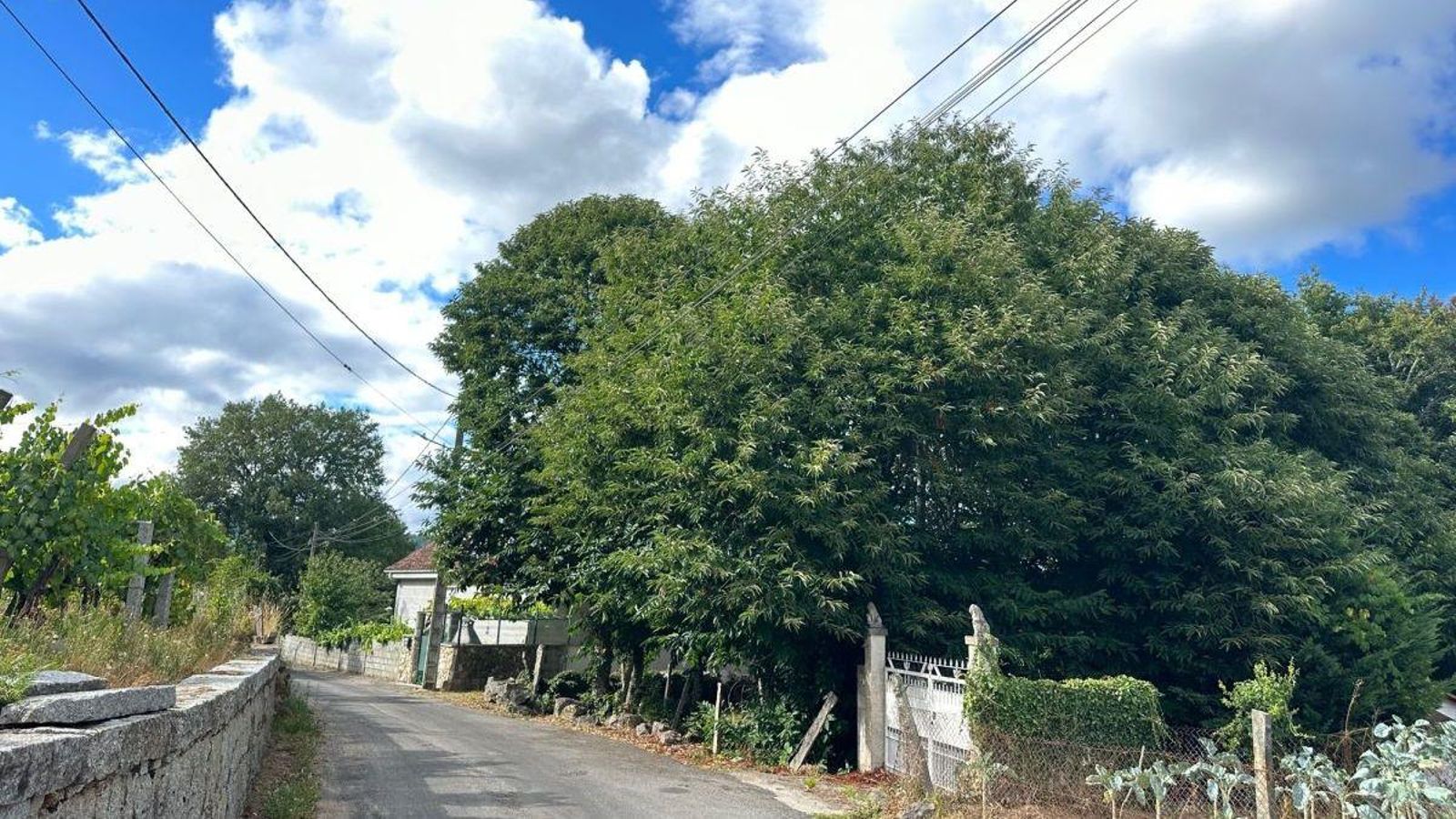 As árboles seguen cubrindo sen control as casas en Trado