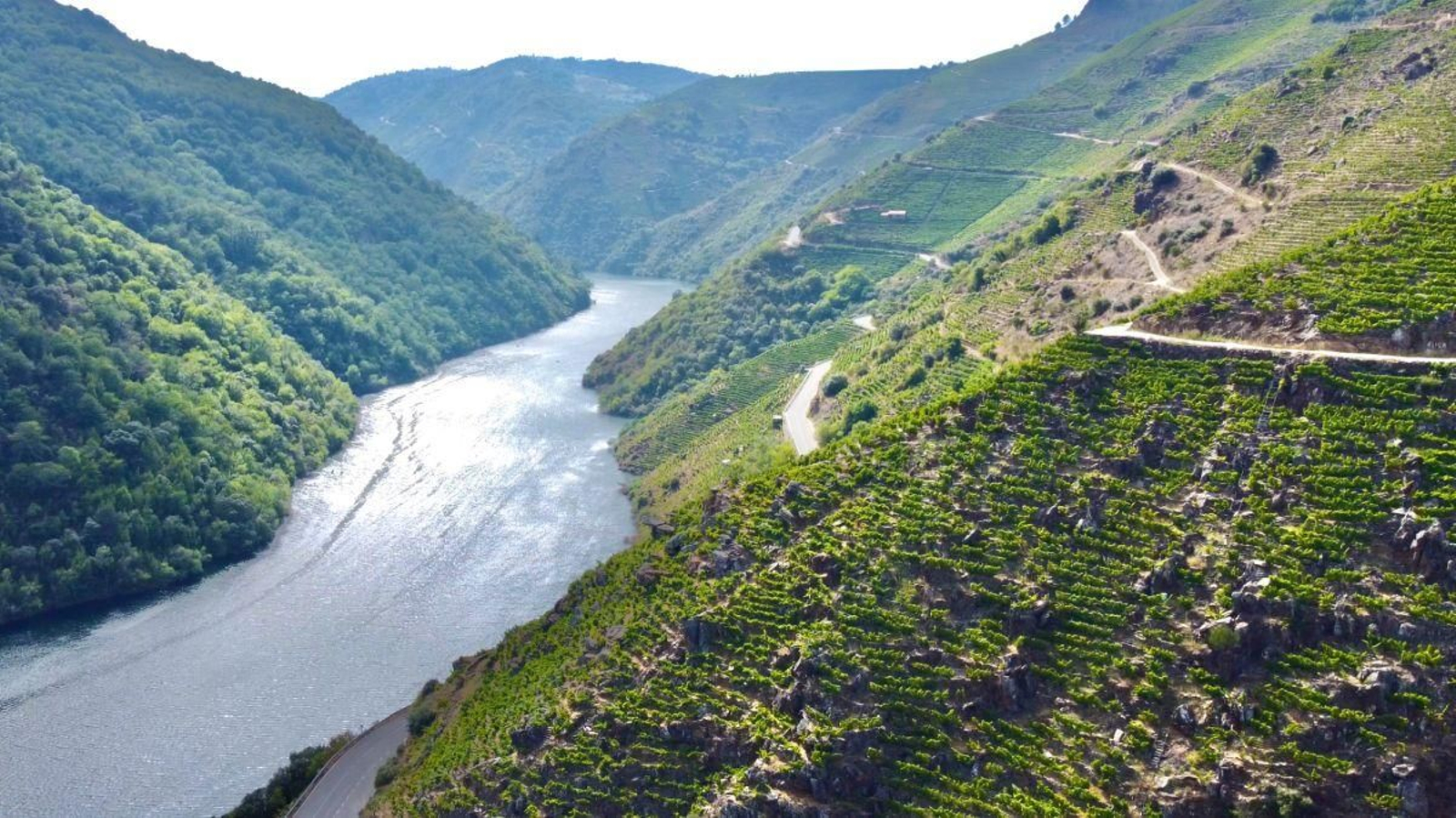 Viñedos pertenecientes a la Denominación de Origen Ribeira Sacra.