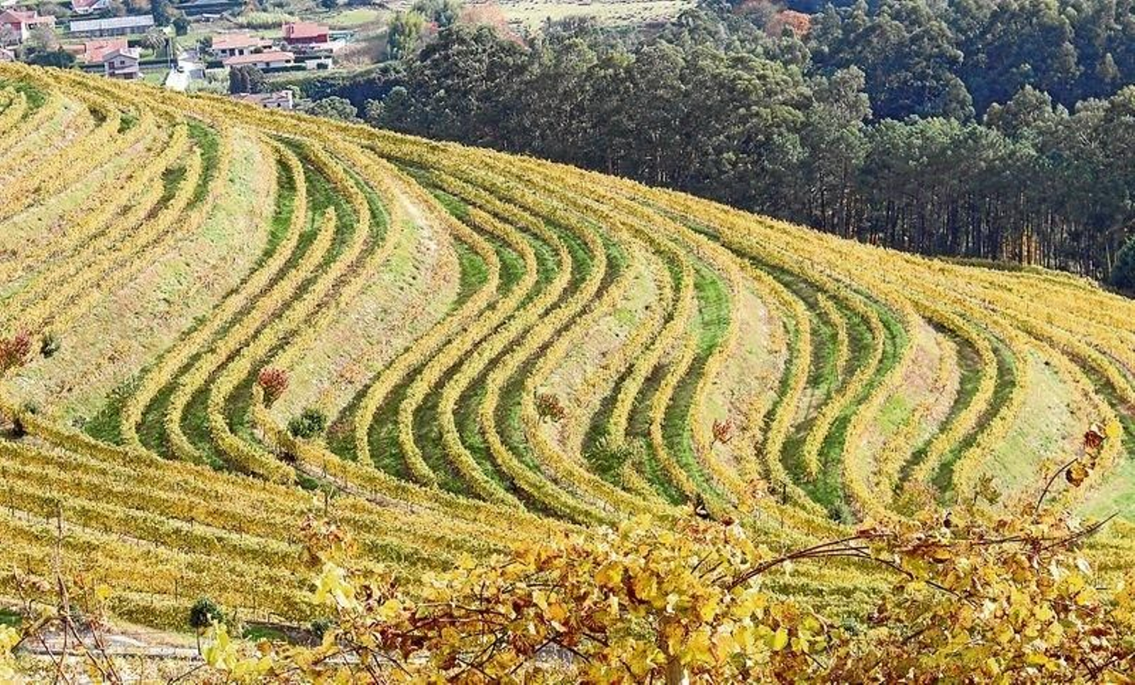 Las tierras de la bodega de Altos de Torona.