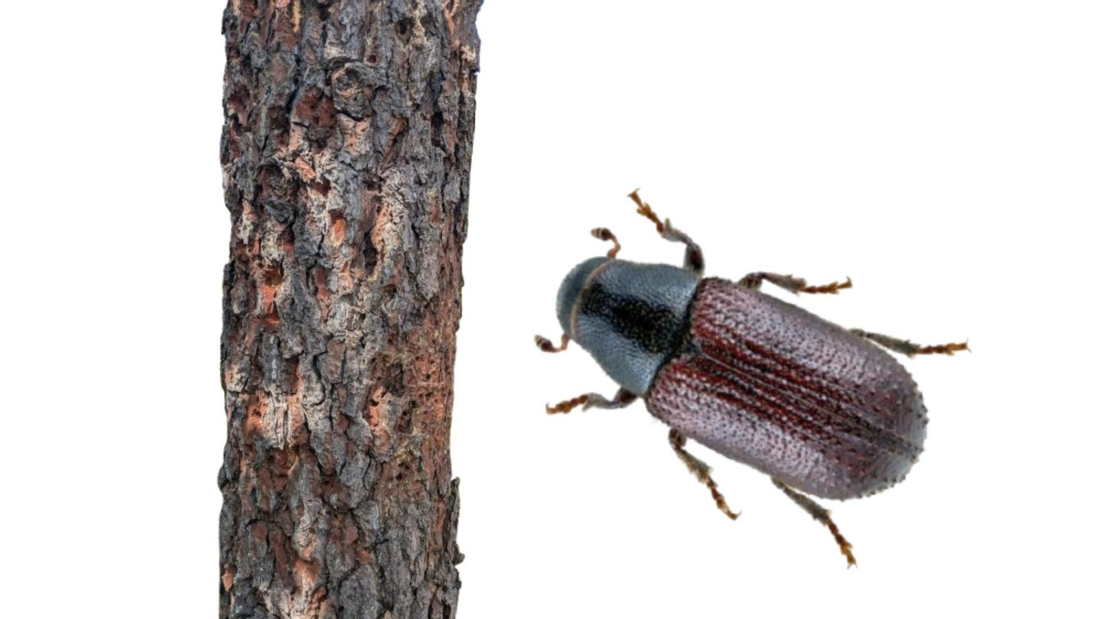 Plagas. El barrenillo de los pinos.