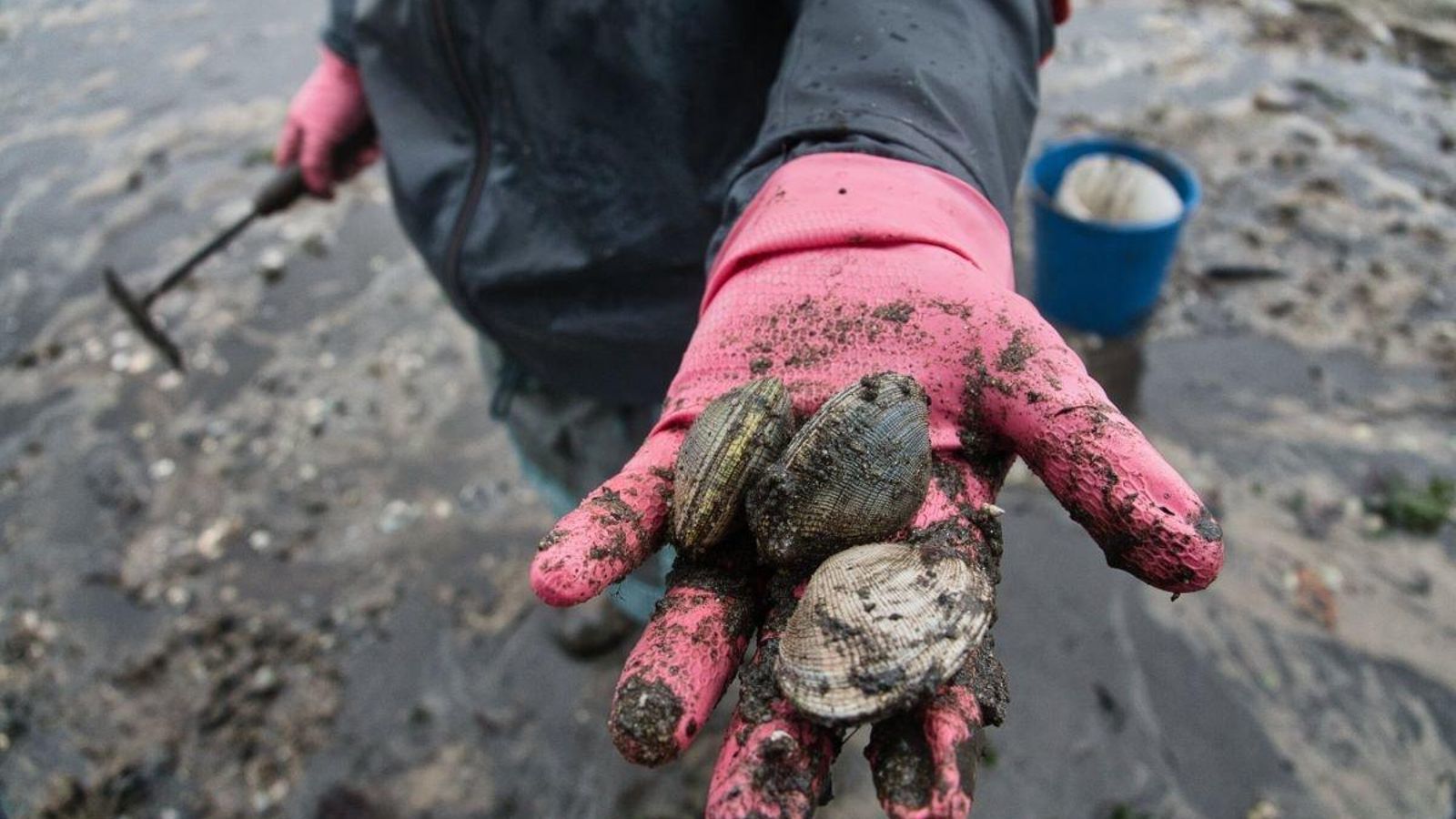 Cerca de cuarenta mujeres retomaron la actividad en busca de almeja tras el cese por las lluvias torrenciales.