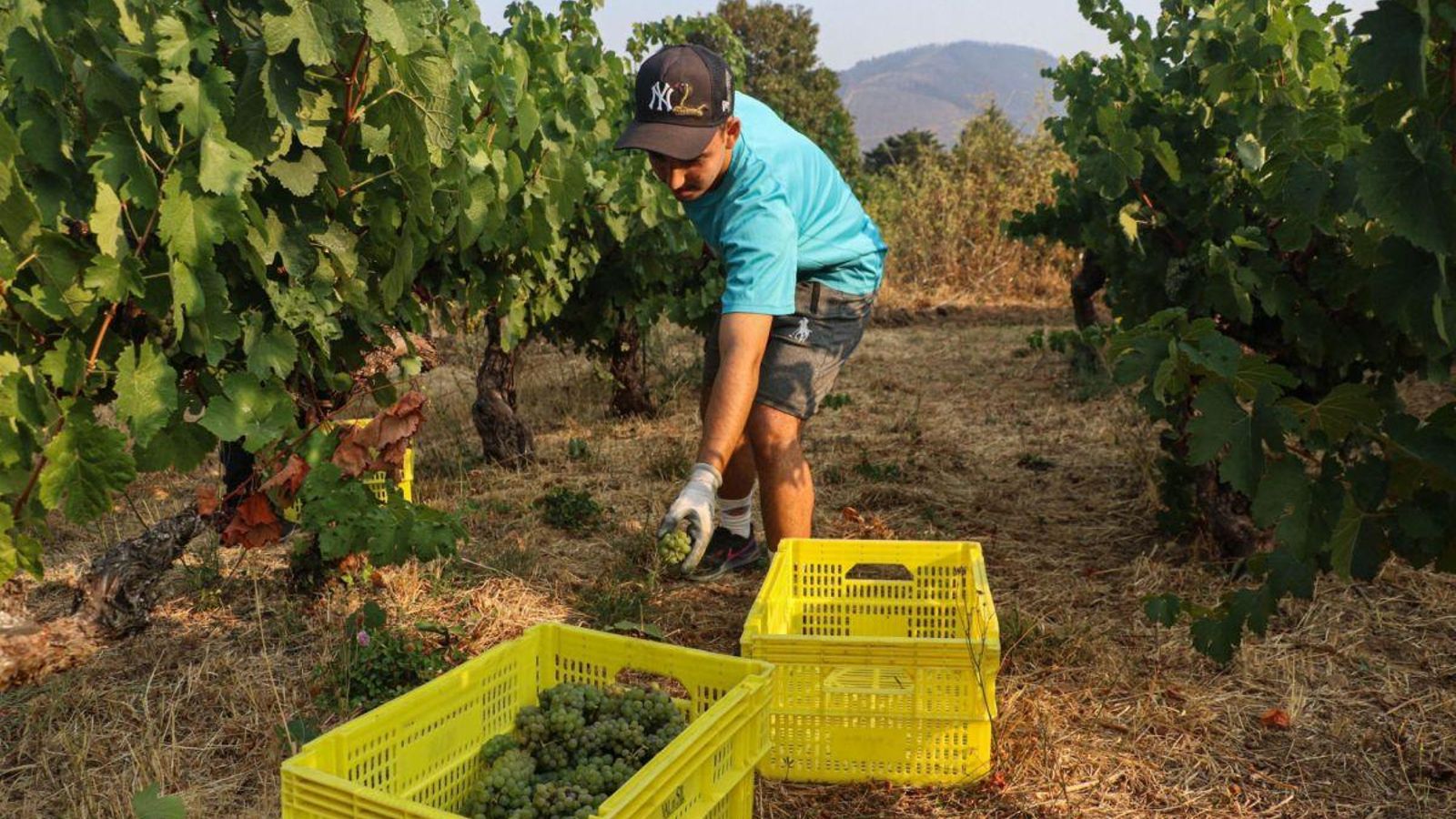 La bodega Valdesil fue la más madrugadora en Valdeorras.