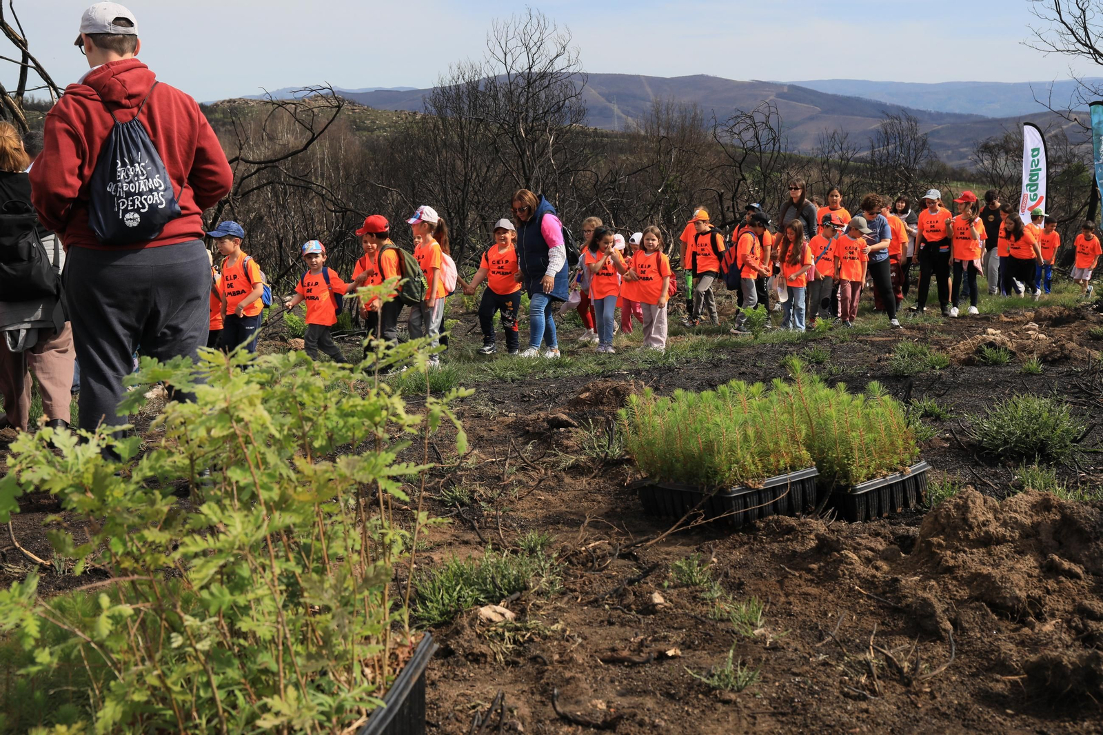 Galería | Numerosos niños reforestan A Caridade tras los incendios del pasado agosto
