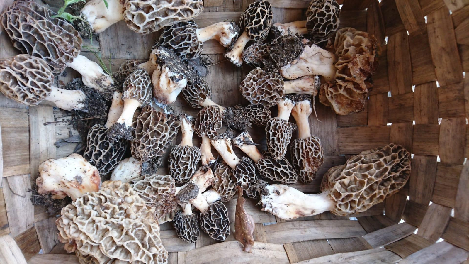 Una cesta repleta de setas del género Morchella.