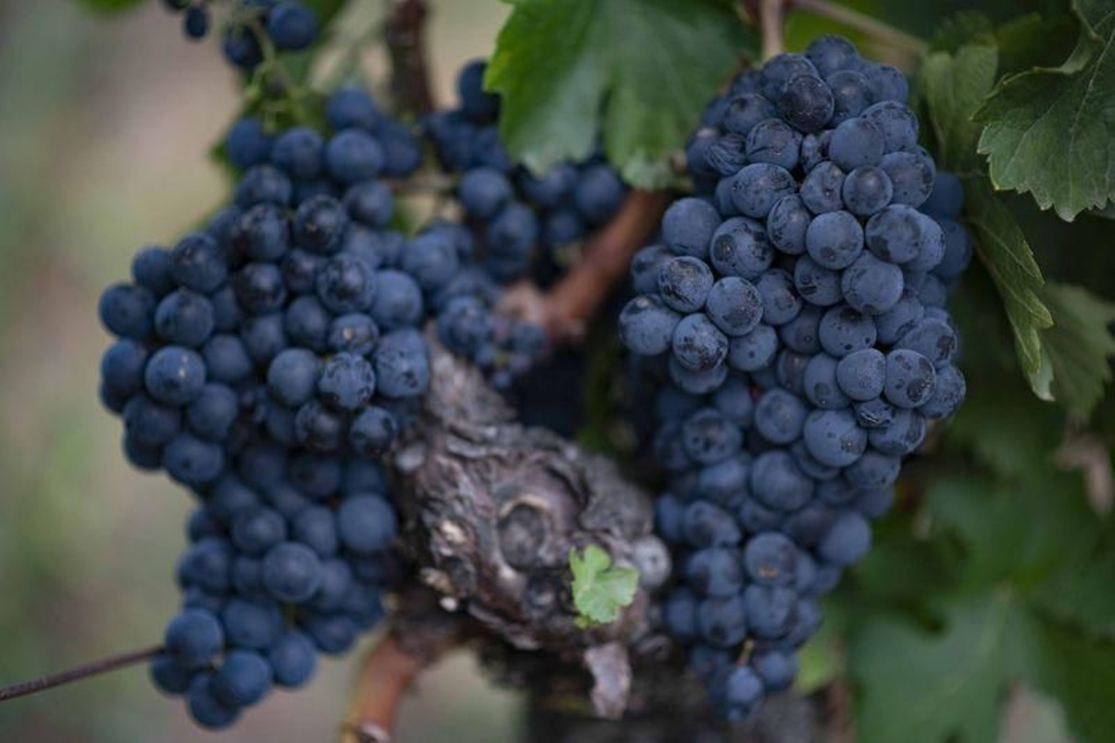 Vendimia en la bodega Pazos de Tapias, en Verín (XESÚS FARIÑAS)