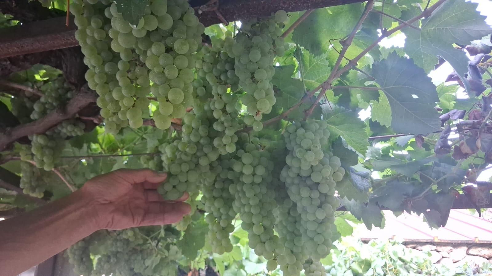 Viñedo de un particular en Crecente que muestra la maduración que presenta la uva.