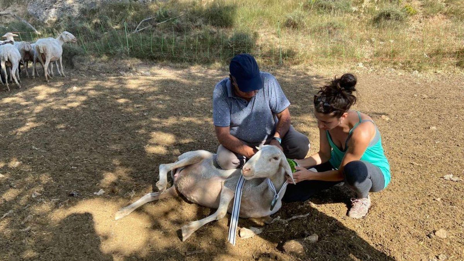 Reverter (derecha) coloca un GPS para seguir a un rebaño dentro de su proyecto de recuperación de ecosistemas.