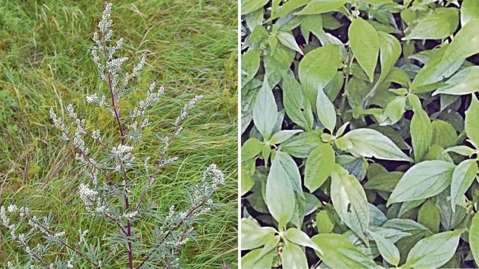 A finales del verano, entre agosto y septiembre, floran especies como la artemisa y la parietaria.