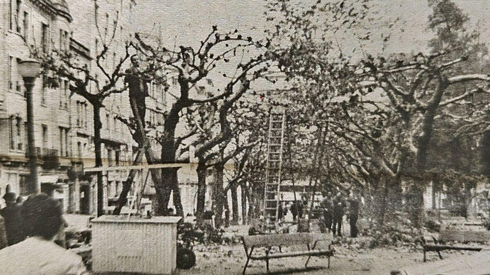 Poda en el Parque de San Lázaro.