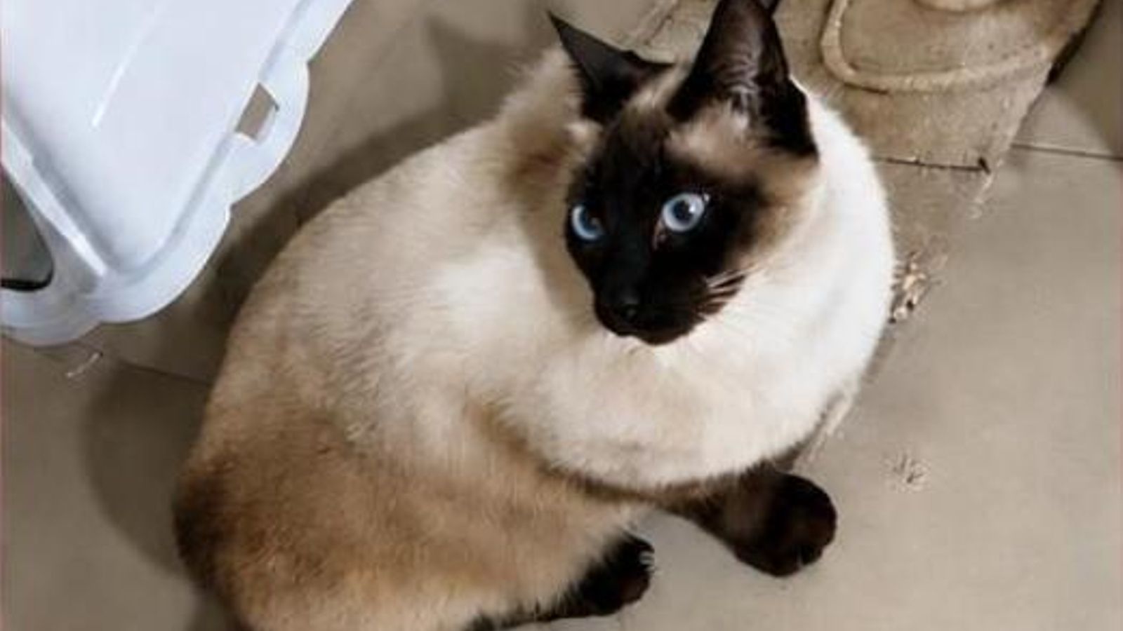 Foto de Miki, el gato siamés que continúa desaparecido.