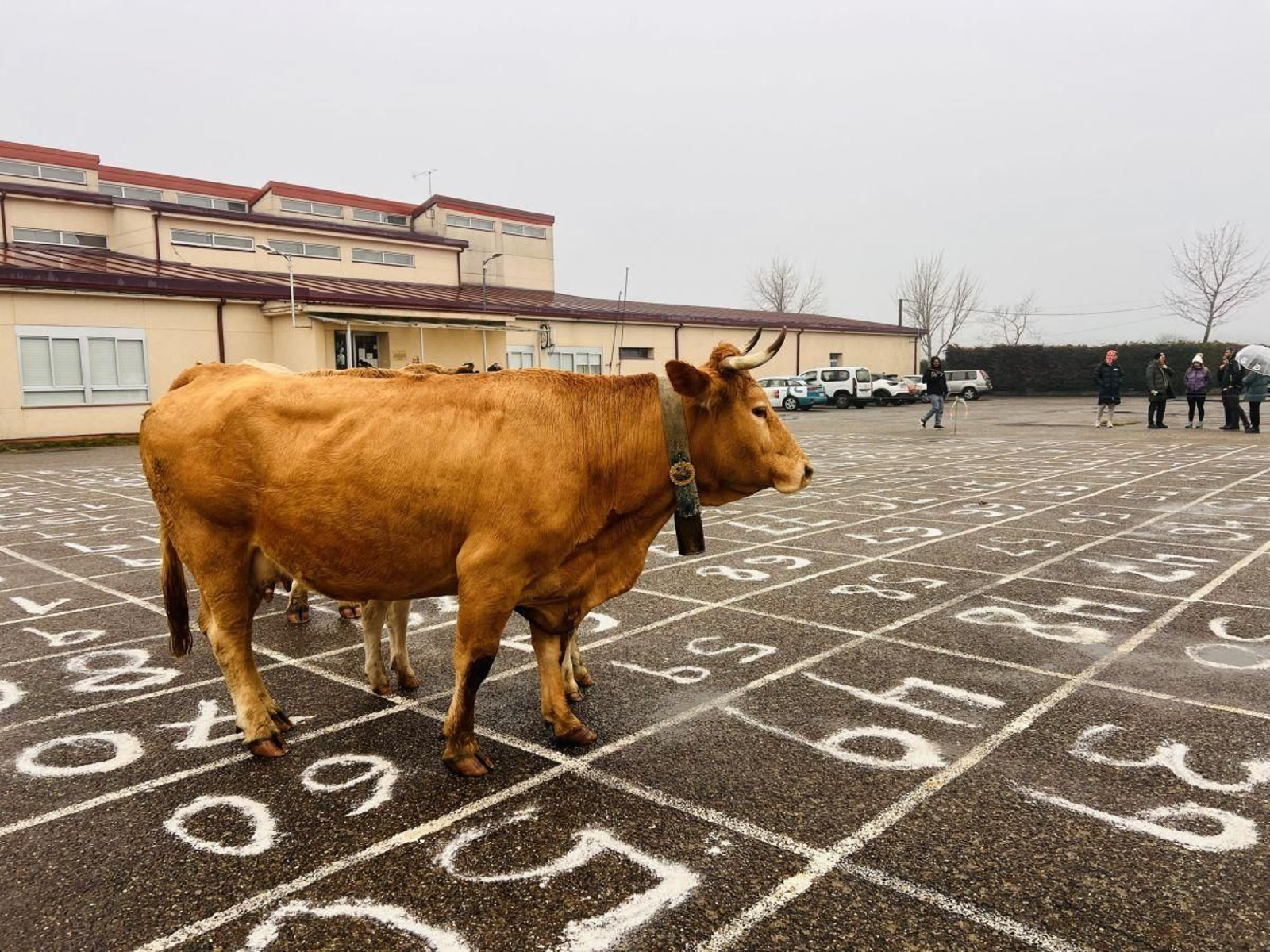 Animales durante el sorteo de la pasada anualidad.