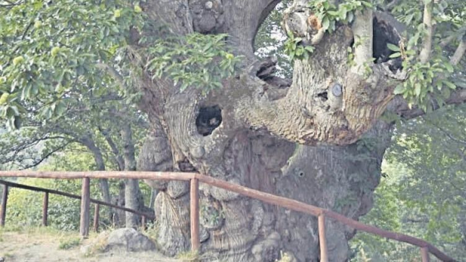 El célebre castaño de Pumbariños, en Manzaneda.