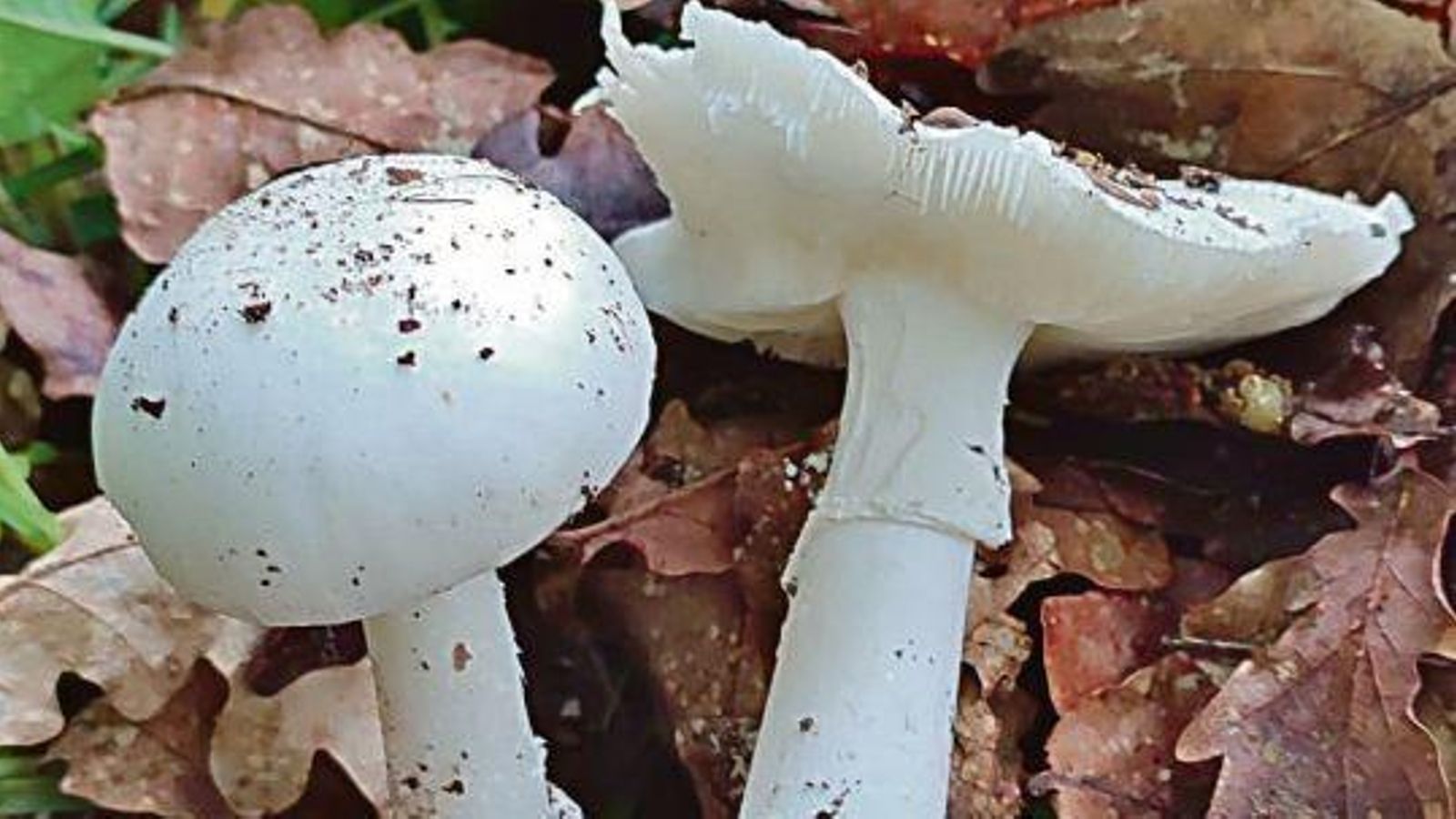 Amanita verna -especie tóxica- recogida en Amoeiro. Amanita verna -especie tóxica- recogida en Amoeiro.