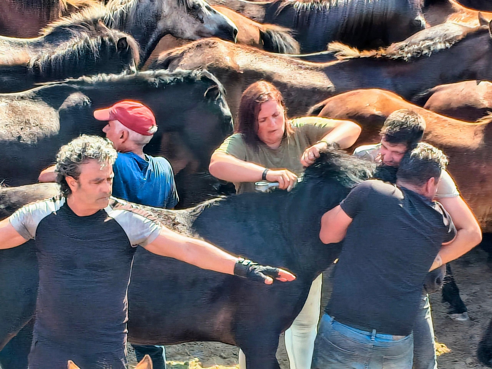 Galería | La Rapa das Bestas desafía al calor en Sabucedo