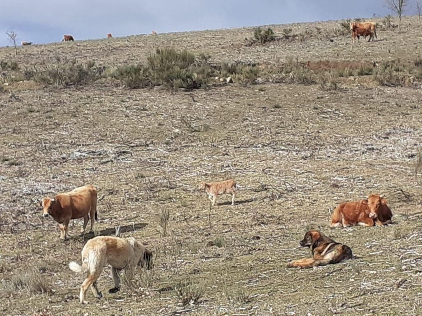 Mastines del ganadero que fue multado por tenerlos sueltos en A Veiga.