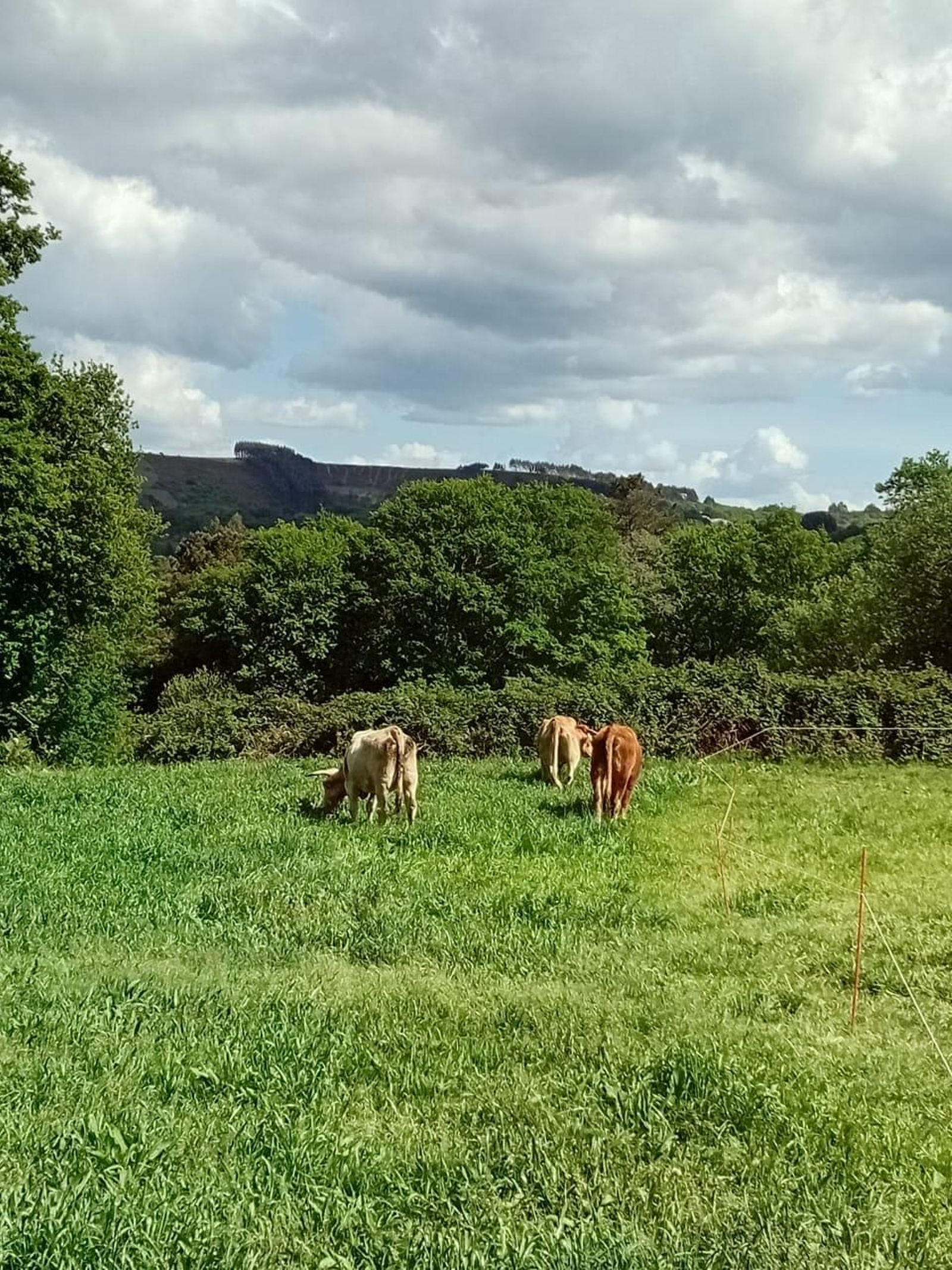 Paisaje de la Galicia viva