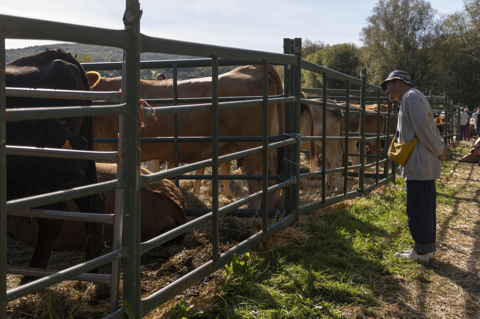Galería | Montederramo presume de carne, ganado y ambiente festivo