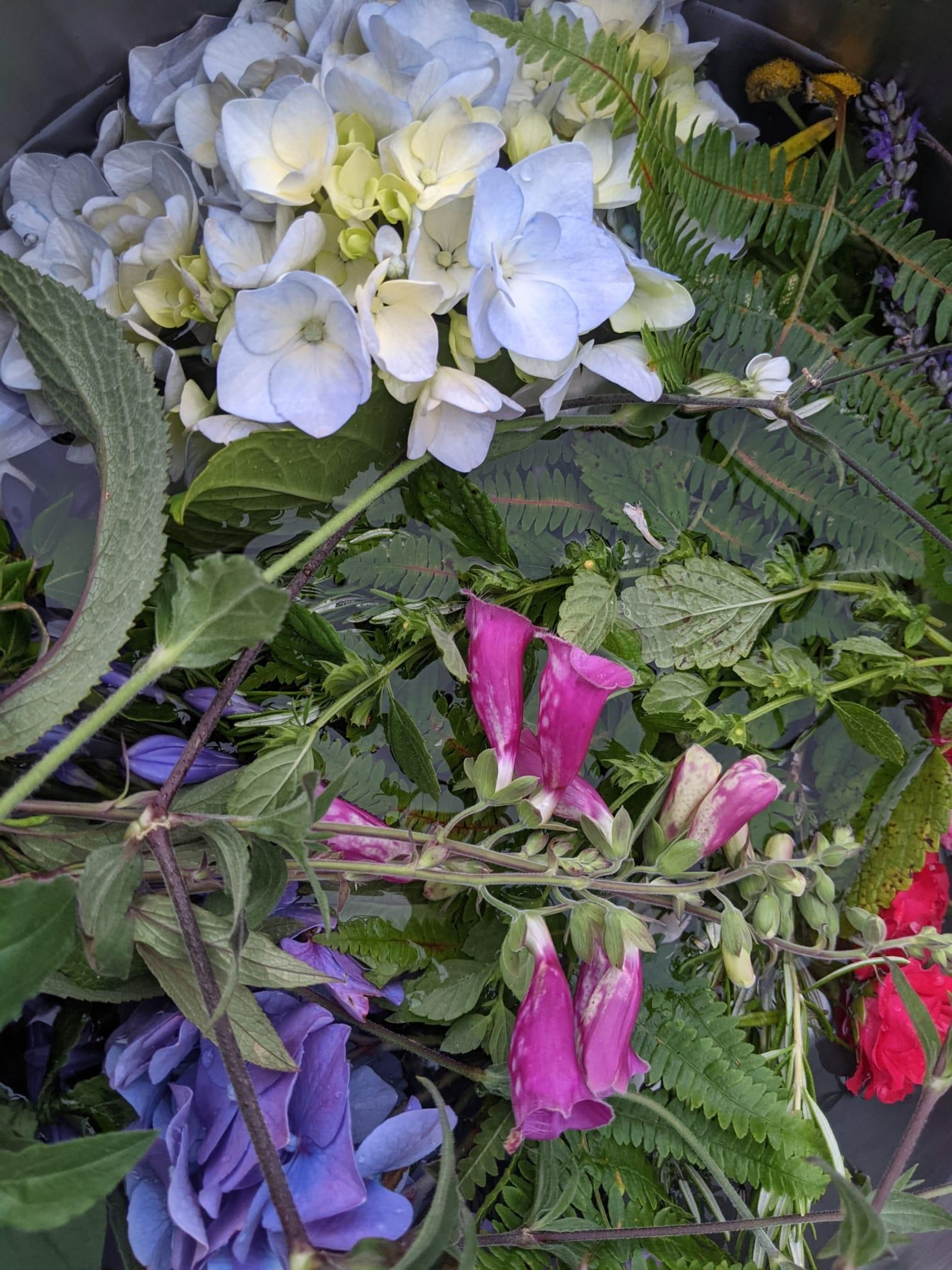 Así preparan las hierbas de San Juan