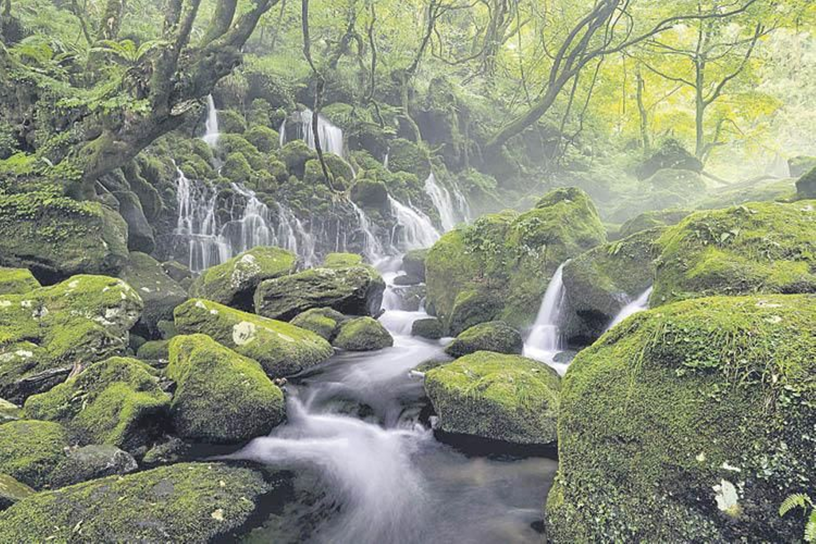 Las zonas boscosas son ideales para encontrar esta pequeña planta.
