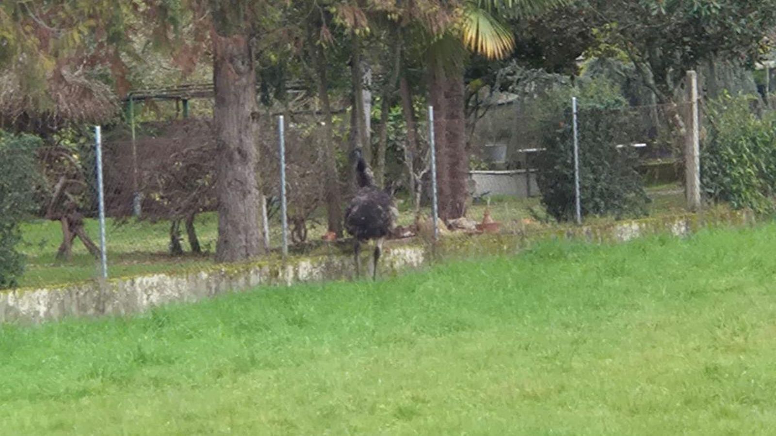 El emú dentro de la finca