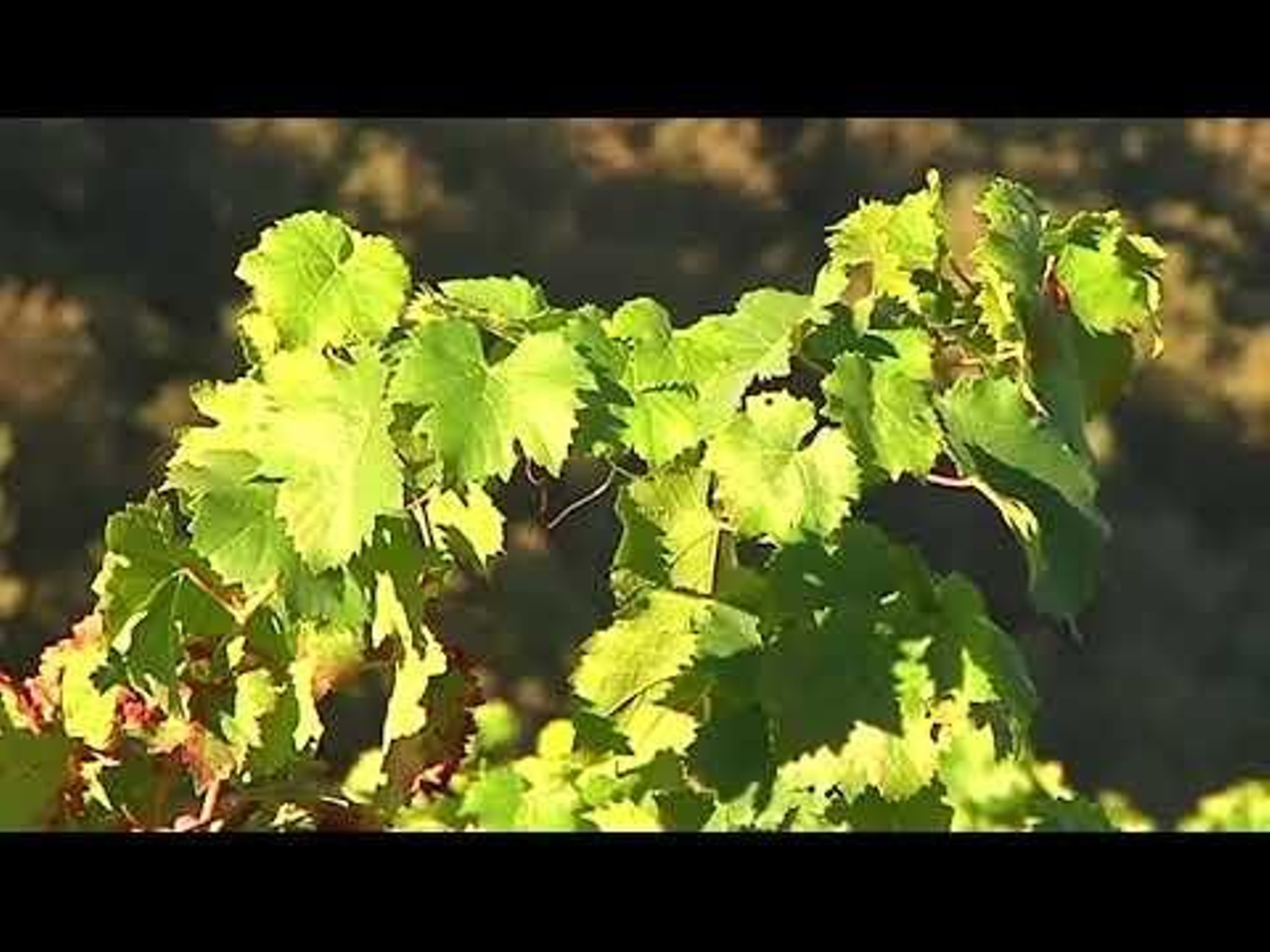 Una nueva legislación impulsa las cooperativas de O Ribeiro 31.08.23