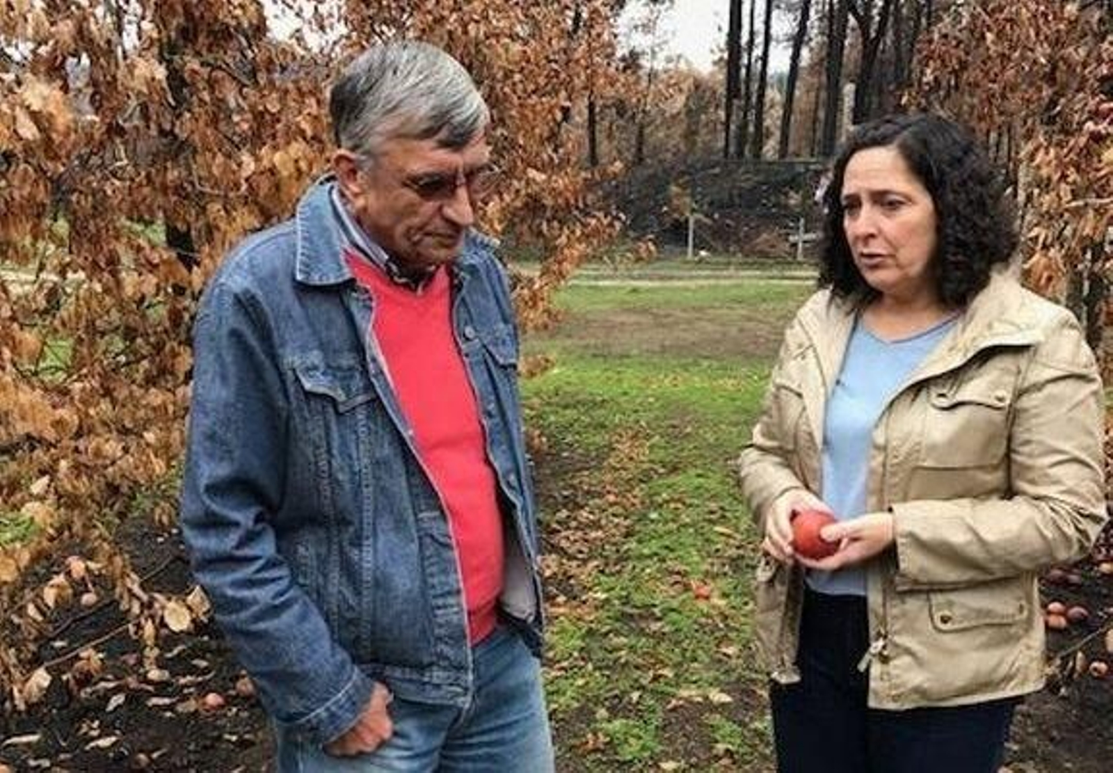 César García en su finca de manzanos ecológicos arrasados por el fuego.