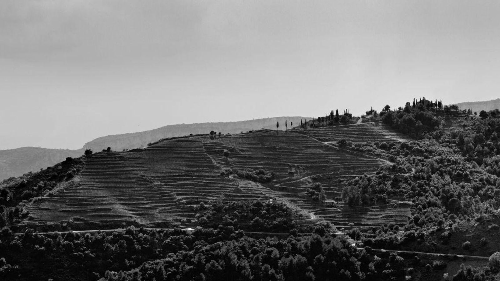 Viñedo de L’Ermita en Priorat, uno de los mejores vinos del mundo.