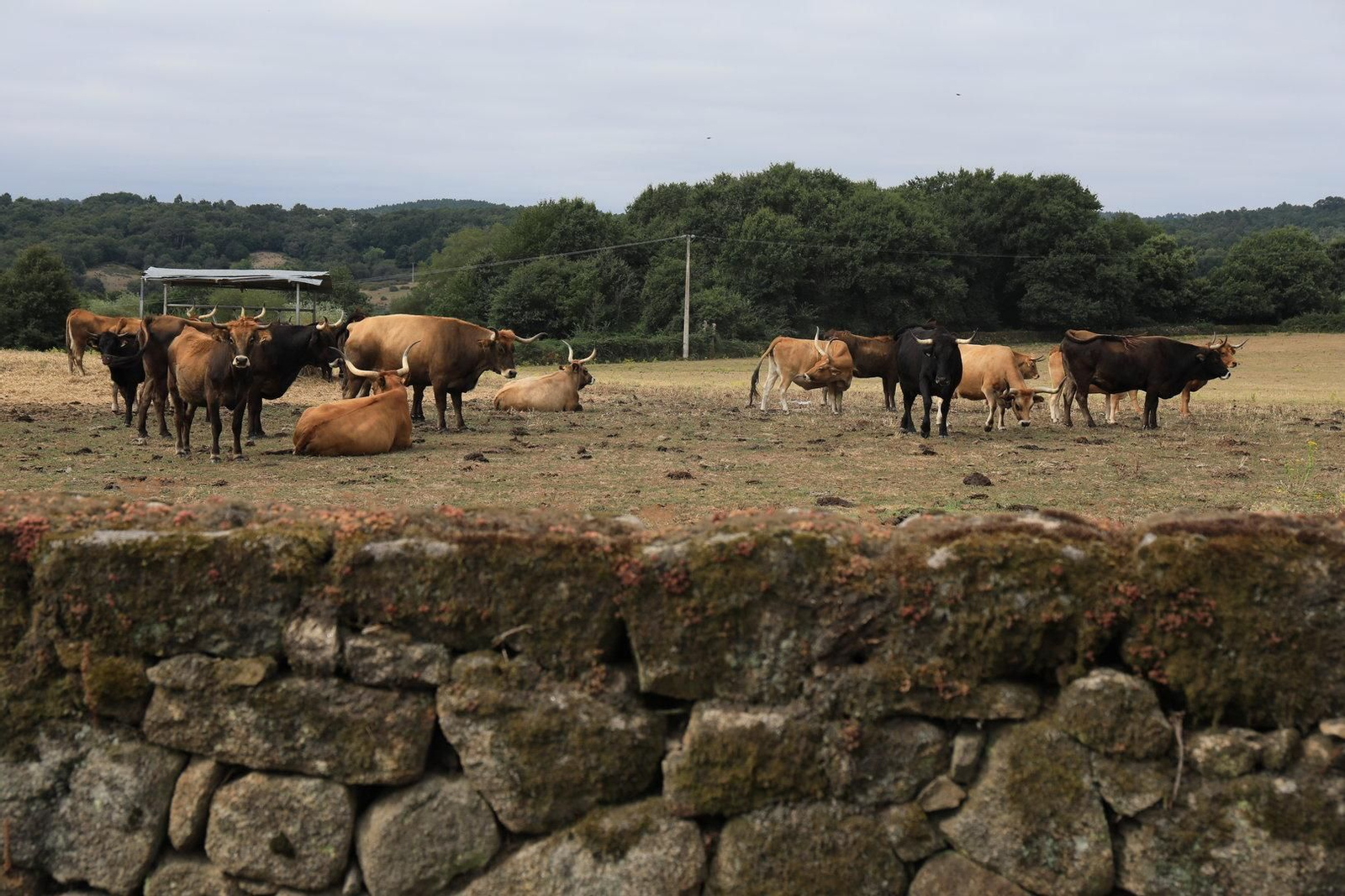 COLES 8/08/2024.- Tesoros por descubrir, Coles. Pazo de Fontefiz.  José Paz